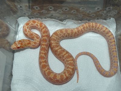 Сонорська гоферова змія (Pituophis catenifer affinis)