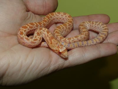 Сонорська гоферова змія (Pituophis catenifer affinis)