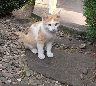 Неймовірний біло-рудий хлопчик шукає дім: малюк чекає на свого найкращого друга 🐾