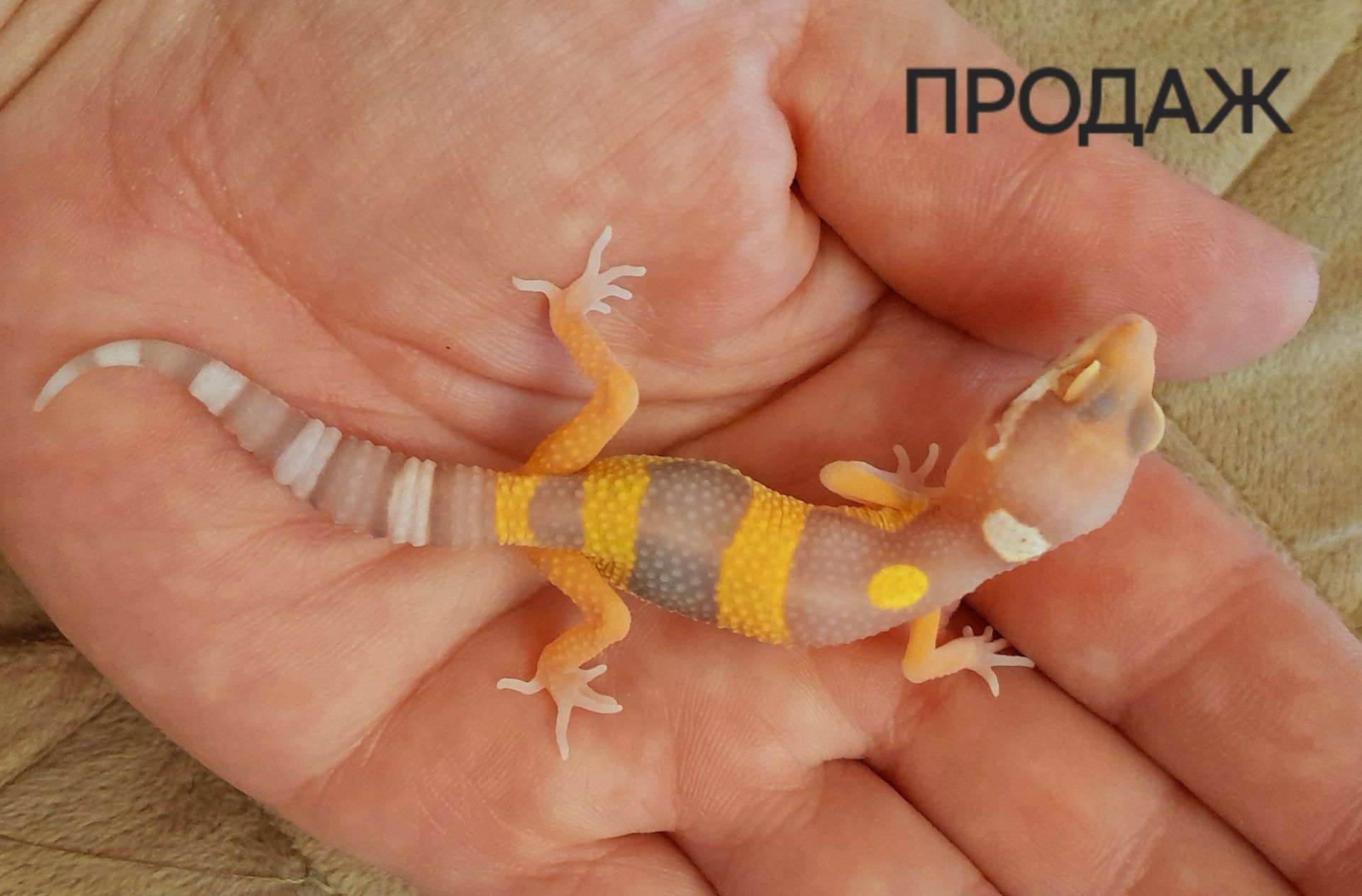 Эублефар