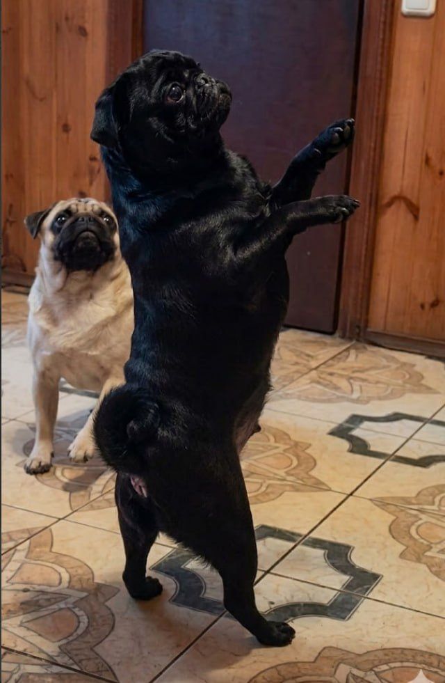 Чорний мопс