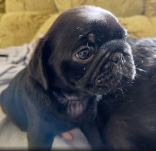 Чорний мопс