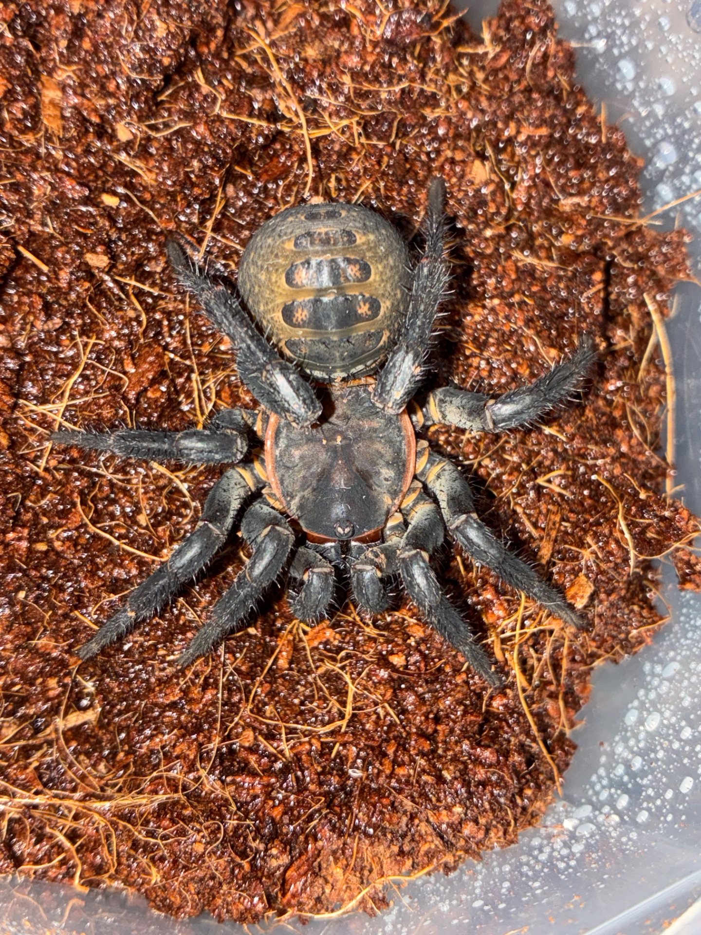 Liphistius jarujini