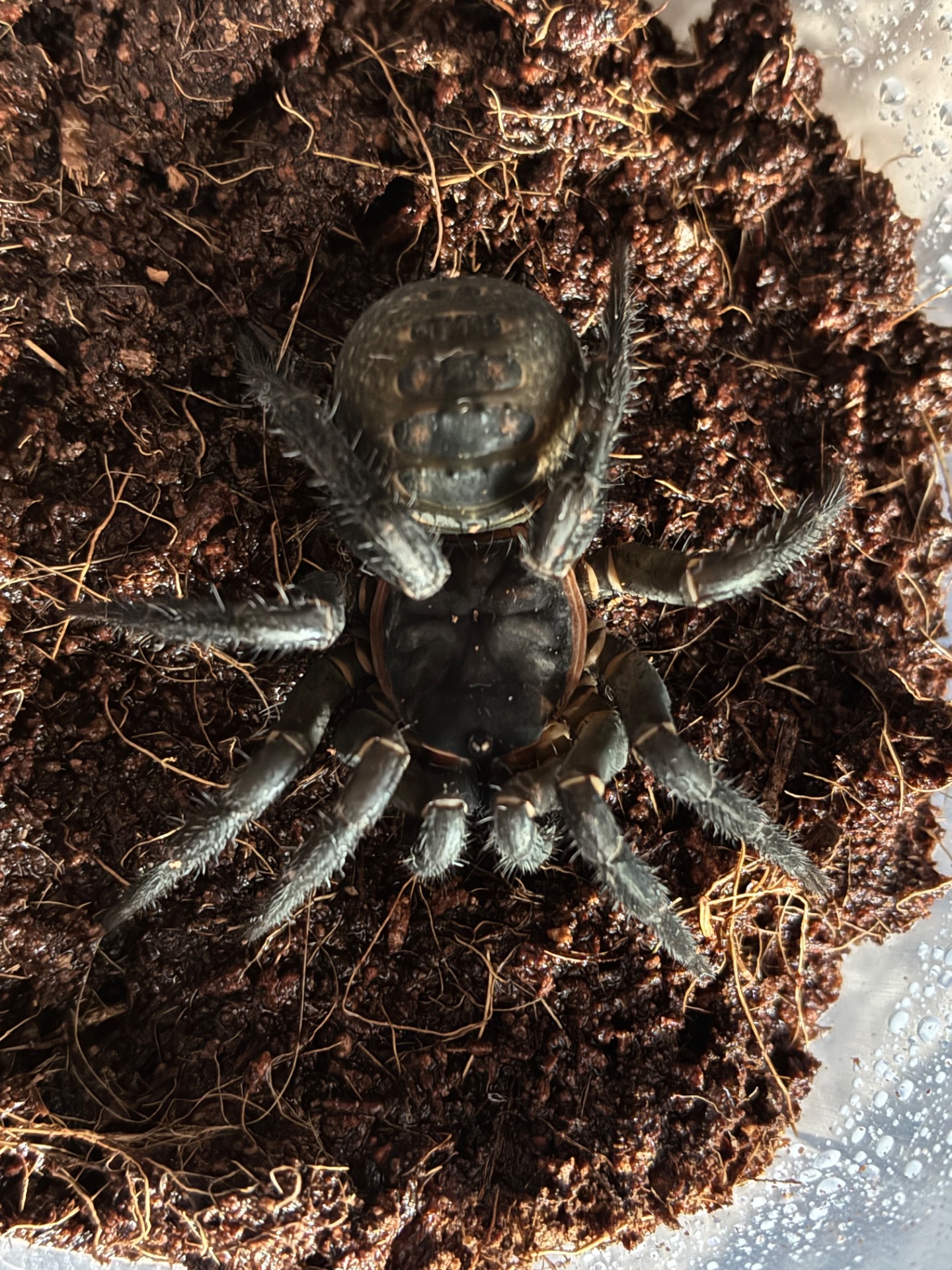 Liphistius jarujini