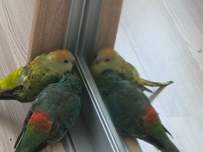 Парочка співочих папуг, певчих попугаев