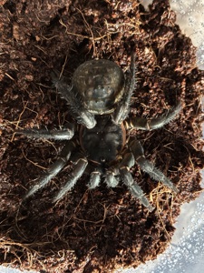 Liphistius jarujini