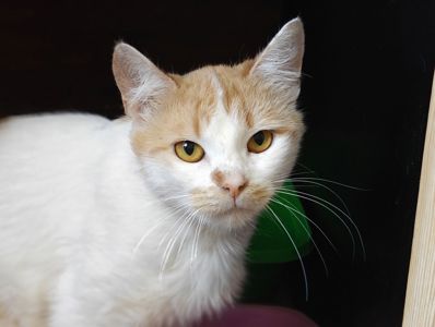 Кексик