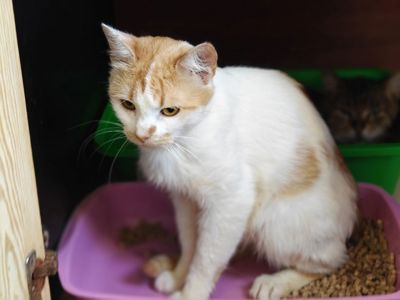 Кексик