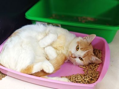 Кексик