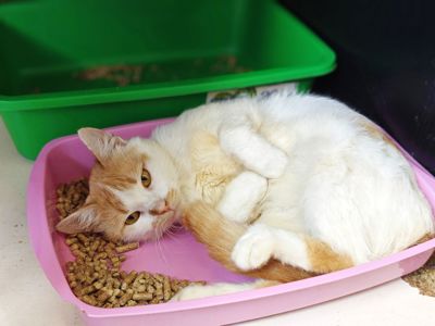 Кексик