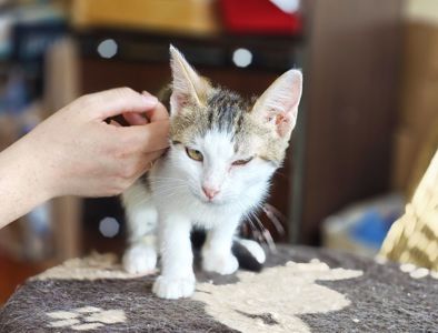 Сінді