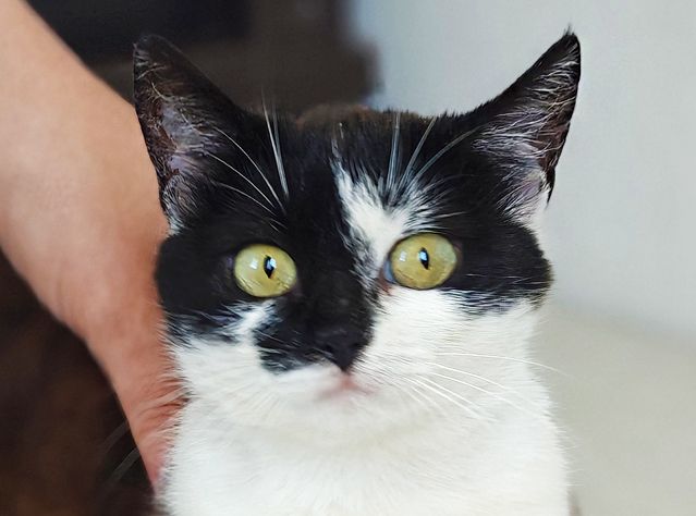 🖤 Мілка. Маленьке щастя, яке дуже хоче на ручки…