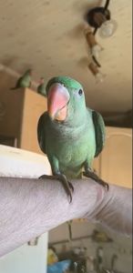 🦜 Ручні пташенята александрійського папуги!