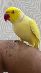 Говорящий ручной Ожереловый желтый самец