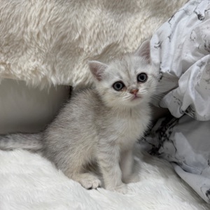 Котик шотландський прямовухий