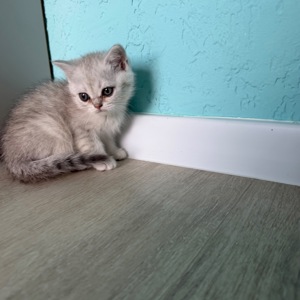 Котик шотландський прямовухий
