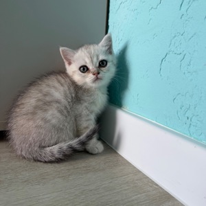 Котик шотландський прямовухий