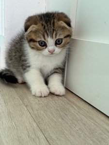 Котик шотландський весловухий