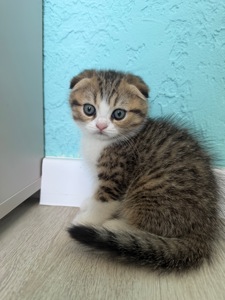 Котик шотландський весловухий