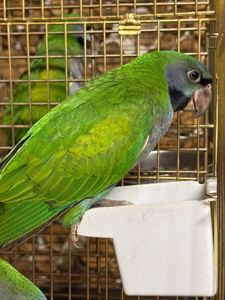 Китайский кольчастый попугай птенцы
