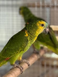 Синелобые амазоны птенцы