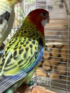 Молоденькие попугаи розелла