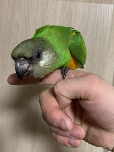Сенегальский попугай птенец молоденький