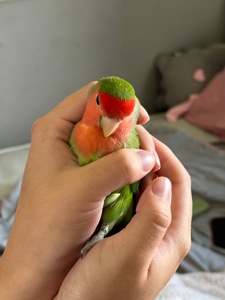 нерозлучник