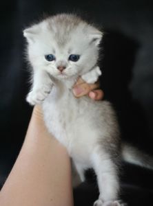 Шотландська срібляста шиншила хлопчик