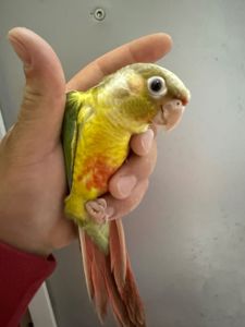 Ручні піррура ананас пташенята