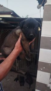бельгійська вівчарка