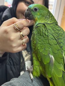 Папуга Амазон великий