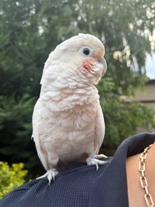 Какаду пташенятко