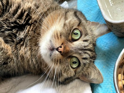 Сенді