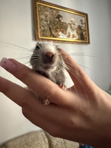 Білки дегу