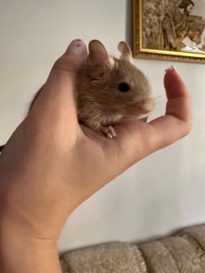 Білки дегу