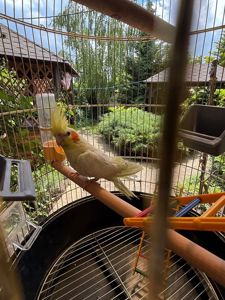 Попугай+клетка+корм
