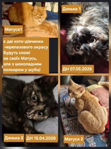 3 міс вік, Норкова Шоколадно-кремова Кото-принцеса