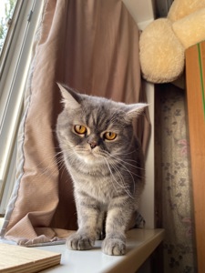 Британский кот