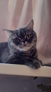 Британский кот