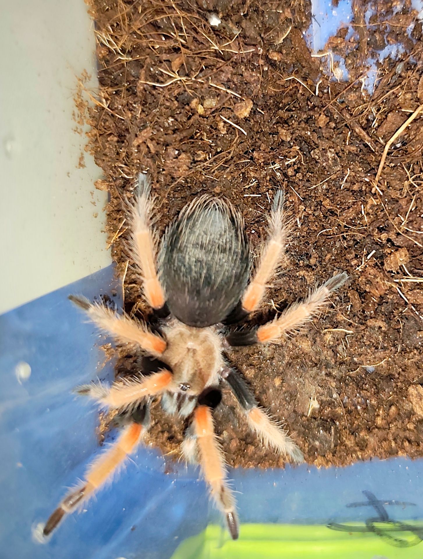 Паук-птицеед, птахоїд, самка Brachypelma boehmei L6-7, красноколенный, Mexican fireleg
