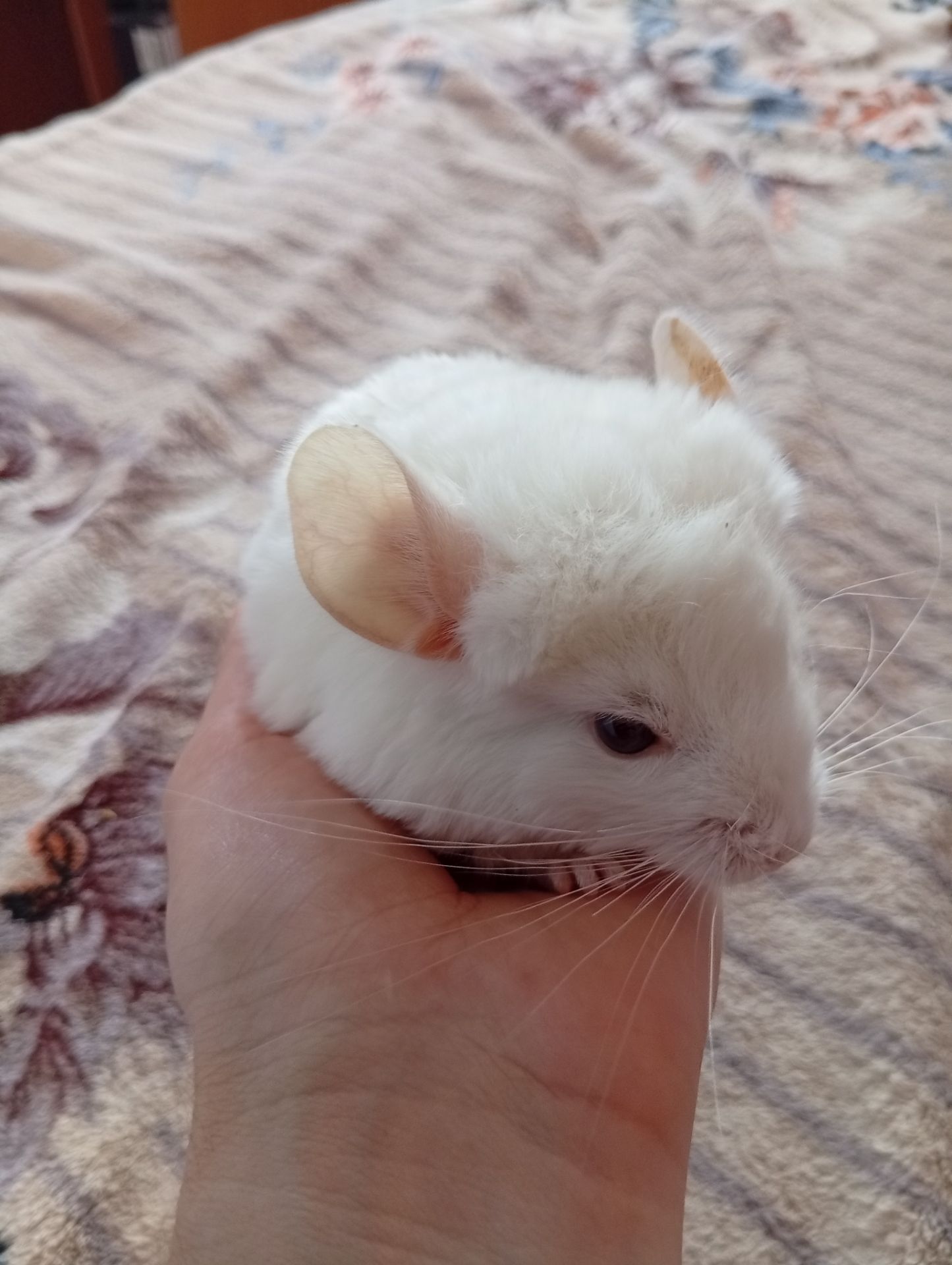 Шиншиля, хлопчик