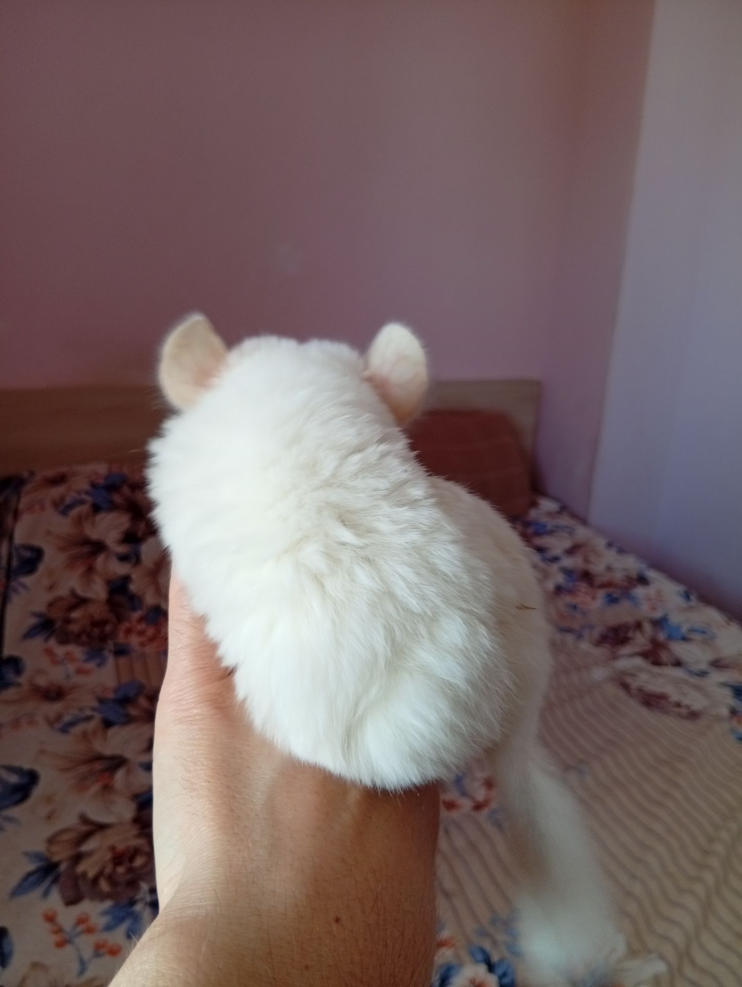 Шиншиля, хлопчик