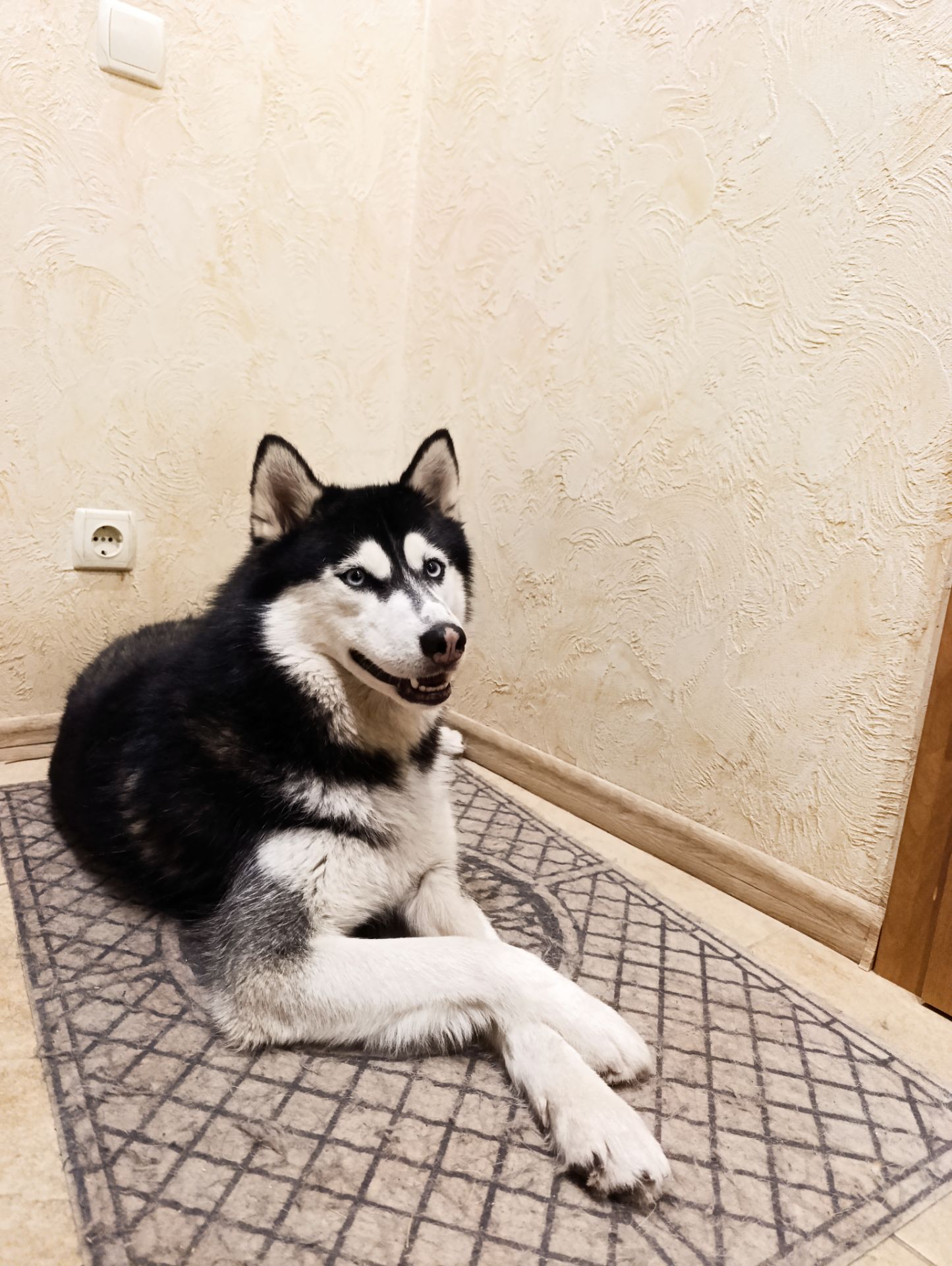Шукаю дім