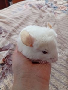Шиншиля, хлопчик