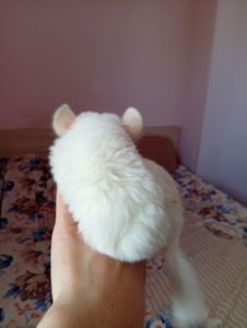 Шиншиля, хлопчик