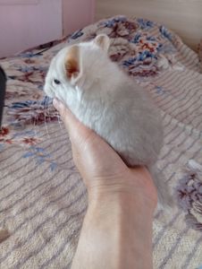 Шиншиля, хлопчик