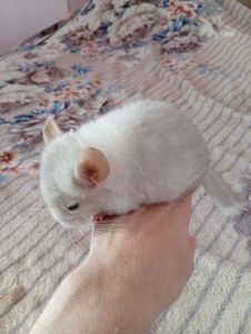 Шиншиля, хлопчик