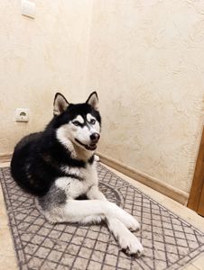 Шукаю дім.