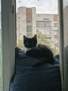 Дівчатка кошенятка в добрі руки.